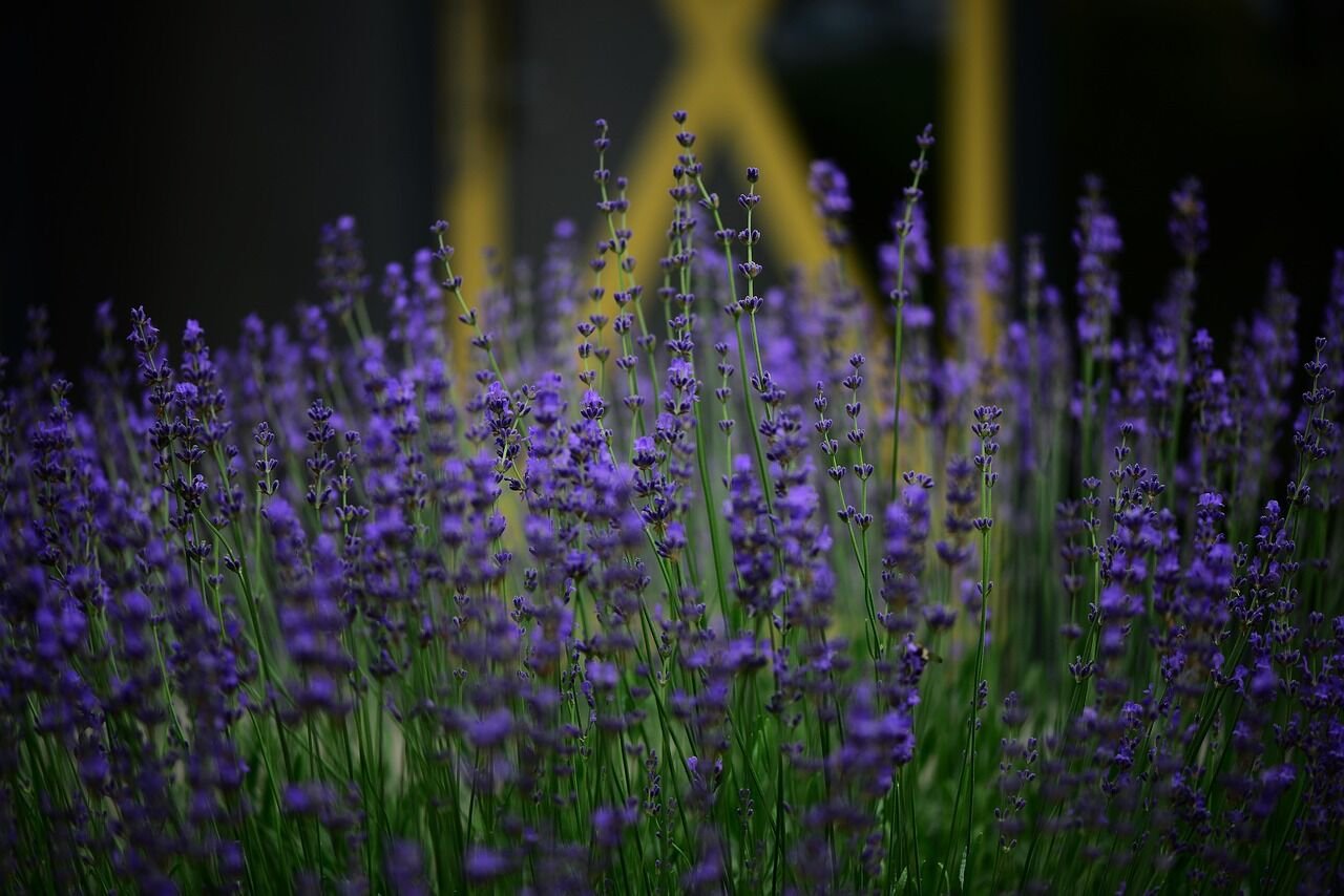 Kuala Lumpur Condo Market Outlook 2025: Key Trends, Price Variations, and Investment Insights